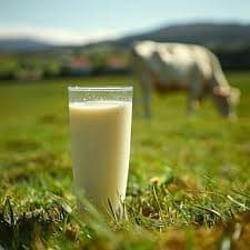 Amul Fresh Cow Milk – 1 Liter